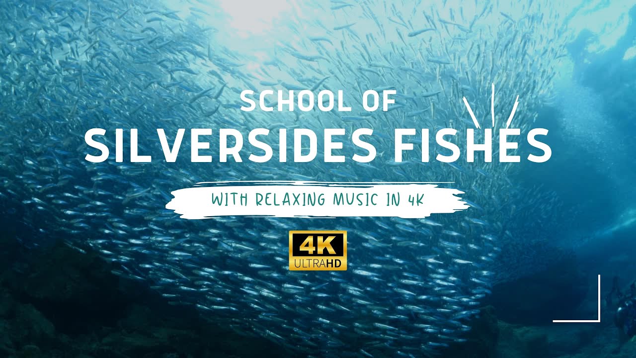 School of Silversides Fishes