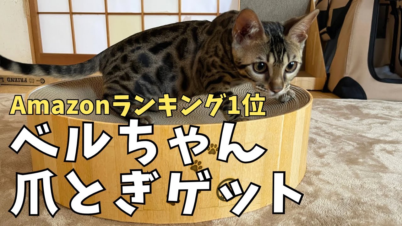 【ベンガル猫】猫壱さんのバリバリボールとバリバリタワー購入ベルちゃんはバリバリできるのかな