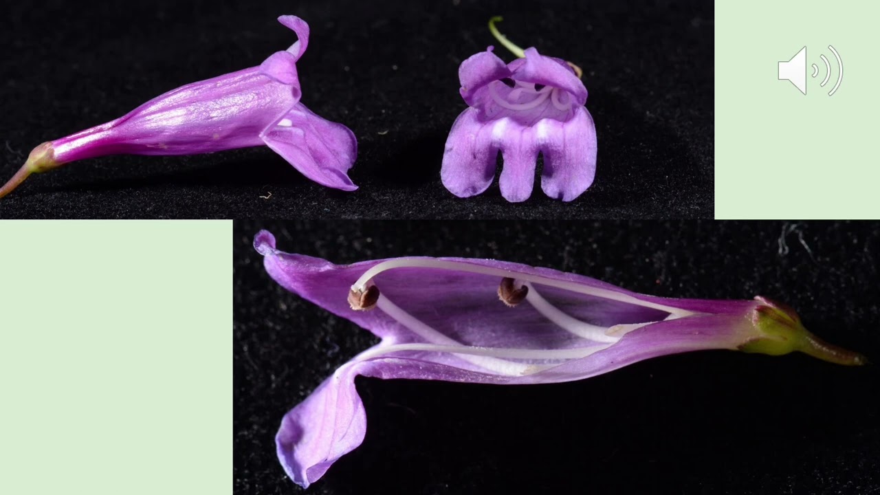 Floral Biology and Pollination Ecology of Penstemon sepalulus, an Endemic Utah Wildflower