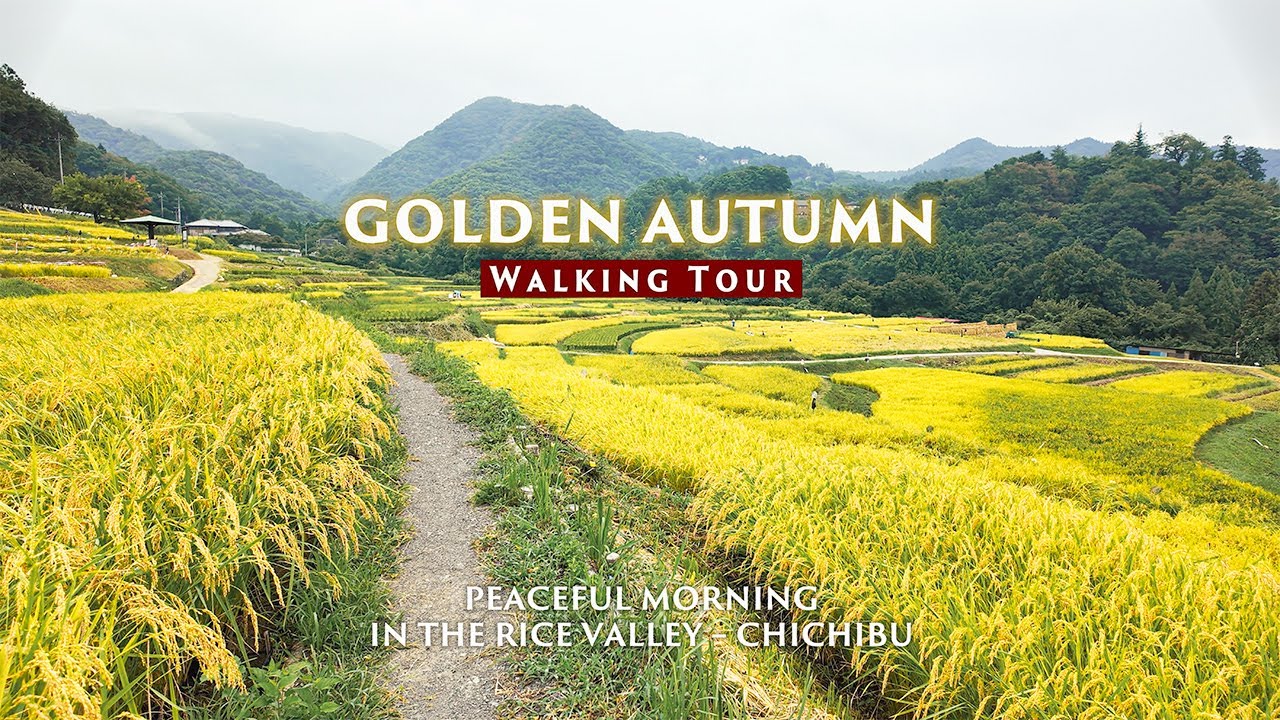 Walk Through Rural Japan | Golden Rice Fields in Autumn | 4K Morning Ambience | 秩父,寺坂棚田
