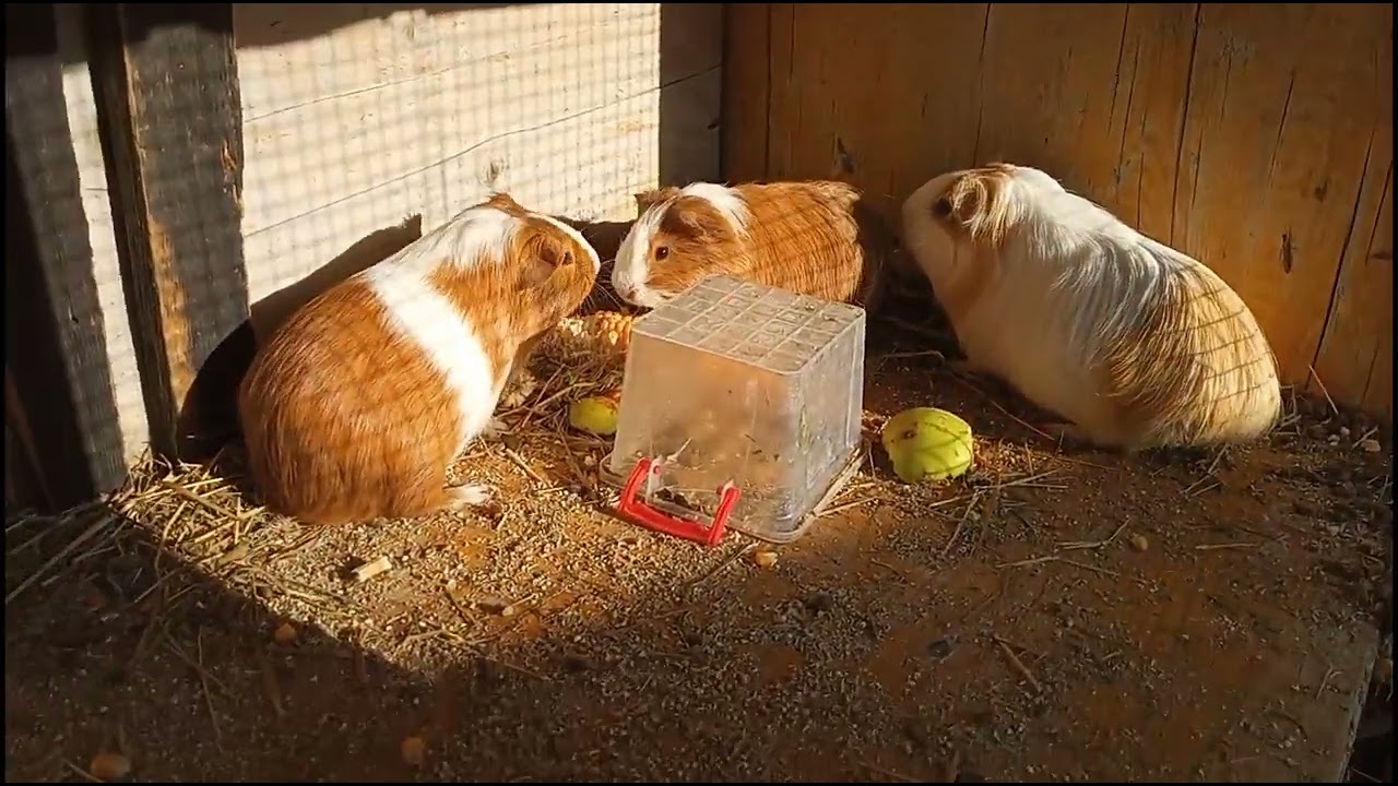 La capre, iepuri porcușori de guineea și porcul°VIDEO NOU°
