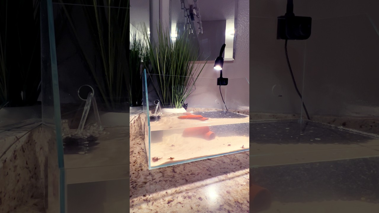 Custom Tank Refresh ft. Anchor Catfish ⚓️ | #aquarium #fishaquarium #fishtank #home #aquascape
