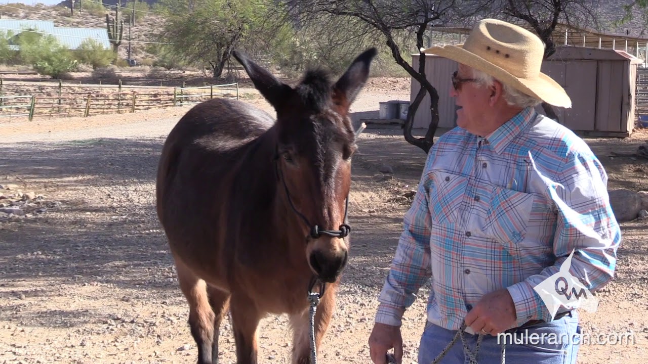 Halter Training A Mule with Lead Rope