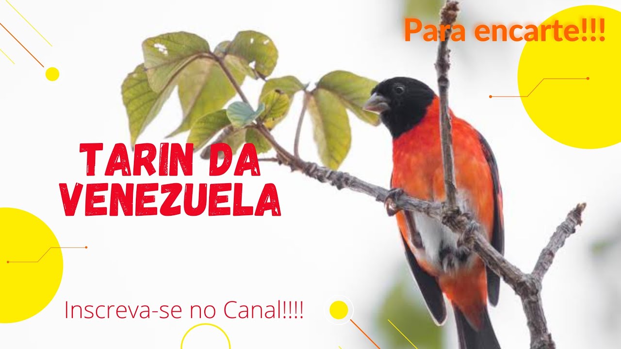 Canto Cl&aacute;ssico de Tarin da Venezuela ( Spinus Cucullatus )