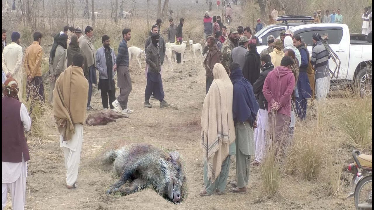 Dog Soor New Shikar 2023 Malik Mustafa khar World Boar Doag HD Video Pakistan Part 5-