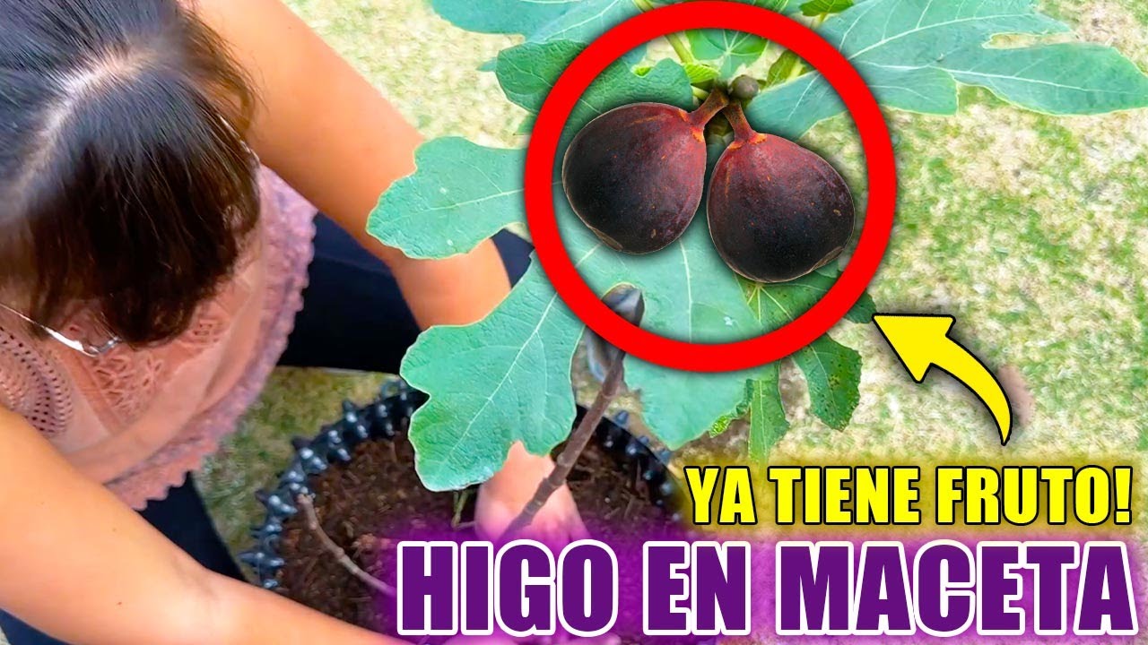 🪴 C&Oacute;MO TENER una PLANTA de HIGO en MACETA 🌳 (Y que de Mucha Cosecha)