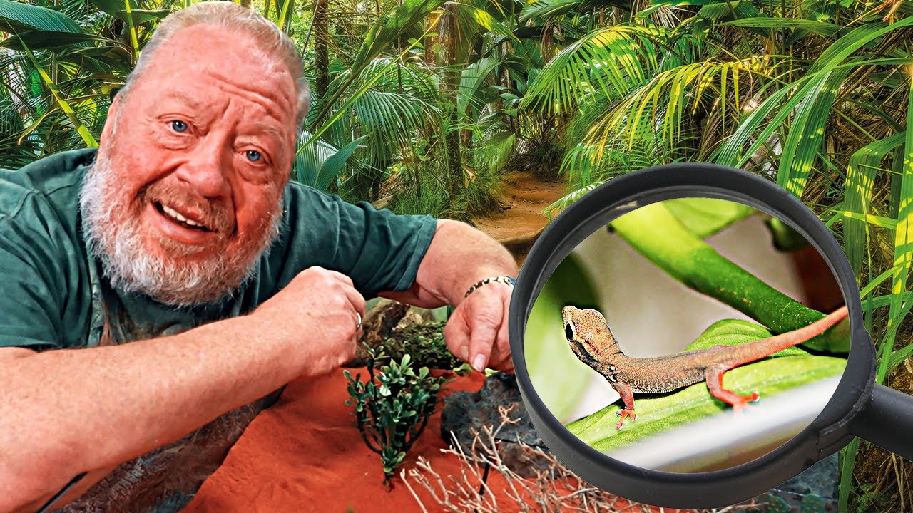 ZWERGWÜSTENGECKO | TERRARISTIKENZYKLOPÄDIE | ZOO ZAJAC