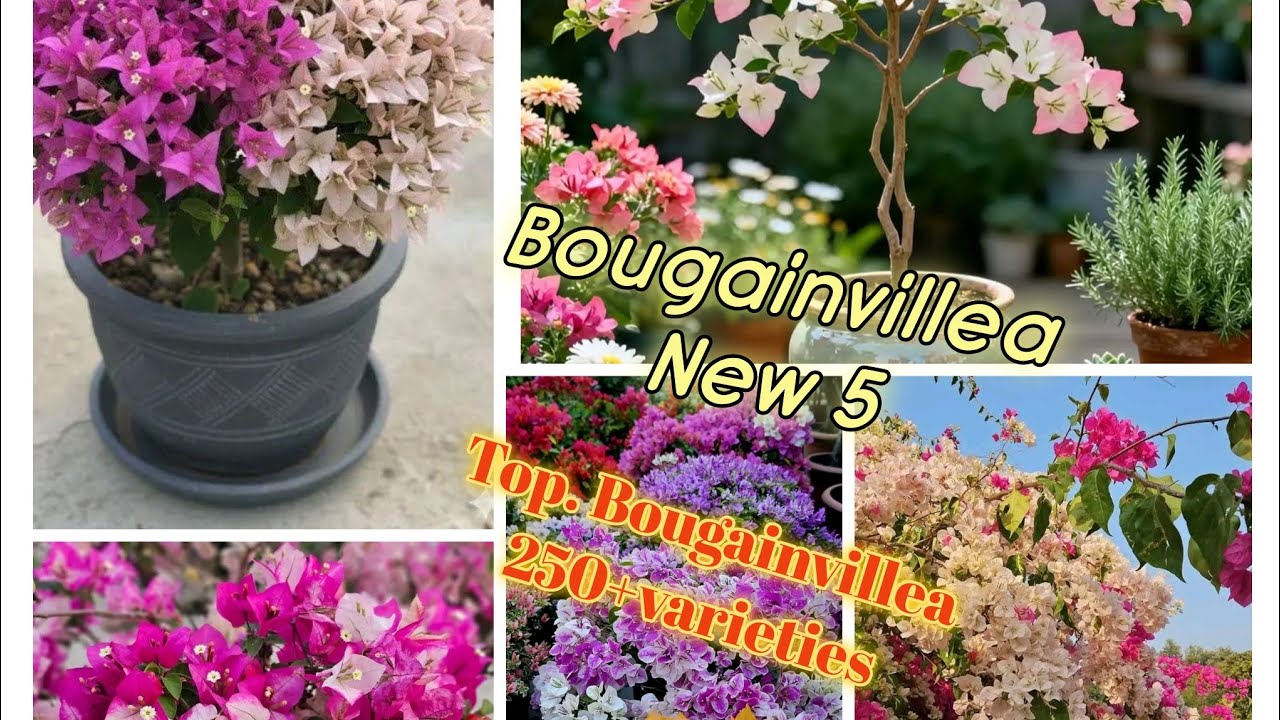 Shraboni nursery #bougainvillea #gardening #plants All india home delivery WhatsApp 9038134724#