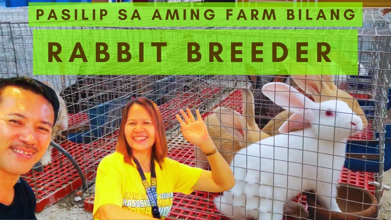 Best Rabbit Farm In The Philippines
