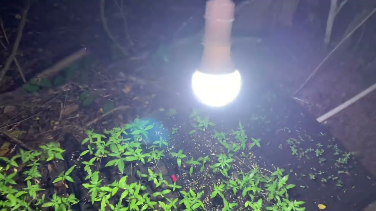 How to start Cannabis seedlings outdoor without Greenhouse setup