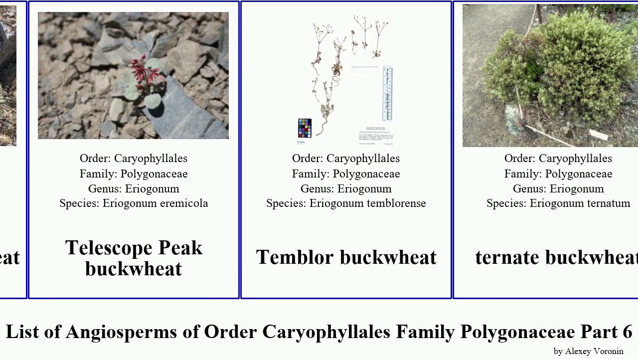 List of Angiosperms of Order Caryophyllales Family Polygonaceae Part 6 buckwheat spineflower dock