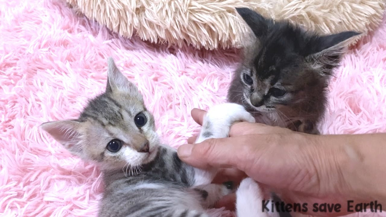 Почему я изолирую котят друг от друга, когда не наблюдаю за ними.