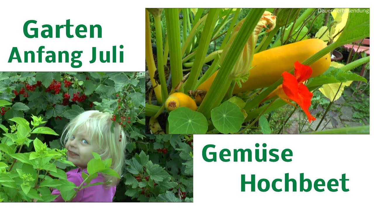 Der Garten Anfang Juli Banane bekommt Babys