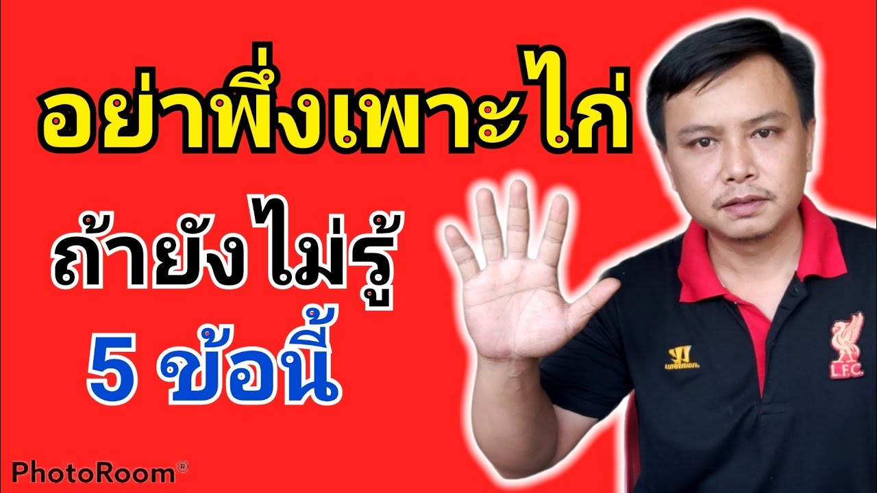 มือใหม่หัดเลี้ยงไก่เริ่มยังไง