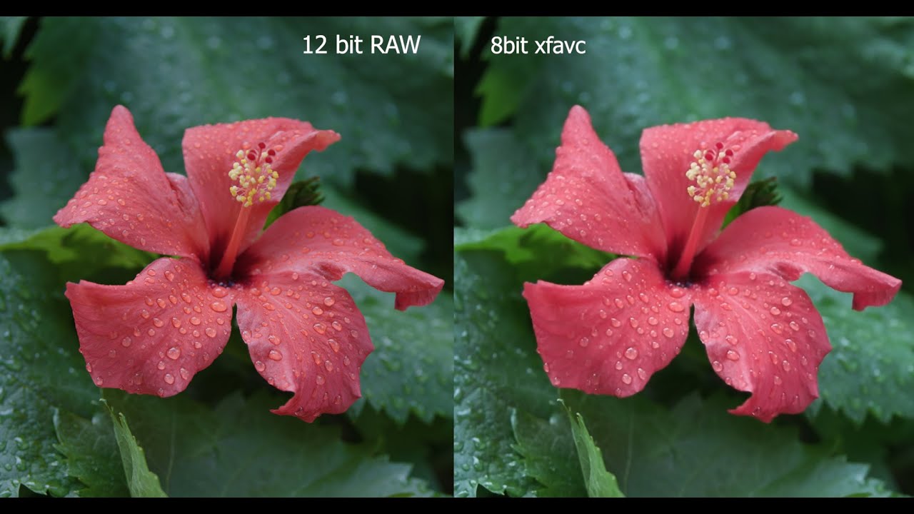 Canon C200 12bit RAW vs  8bit XFAVC 1080p CBR18Mbps