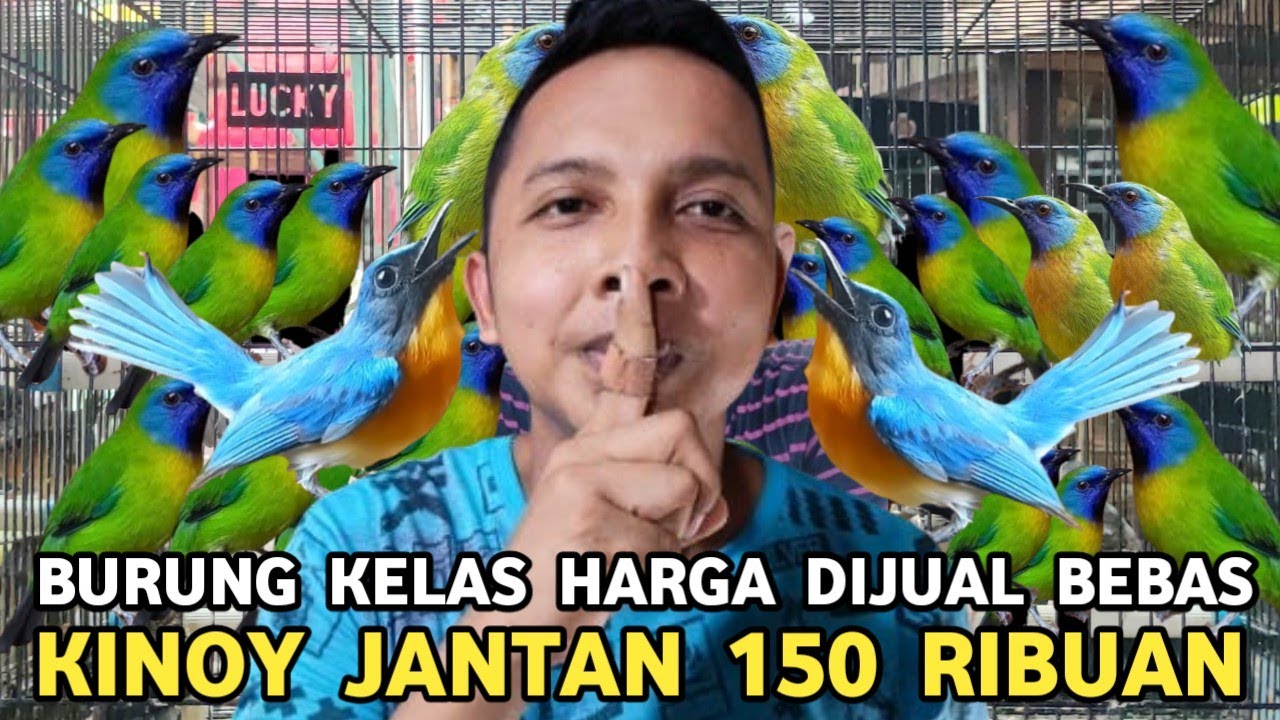 REJEKI YANG BELI ! CAK KINOY JTN DIJUAL 150 RIBU TLEDEKAN GUNUNG JTN 170 RIBU DIPASAR BURUNG PRAMUKA