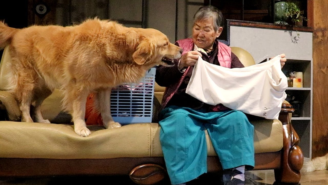 츤데레 할머니랑 골든리트리버가 집에 남겨졌을때 강아지 반응
