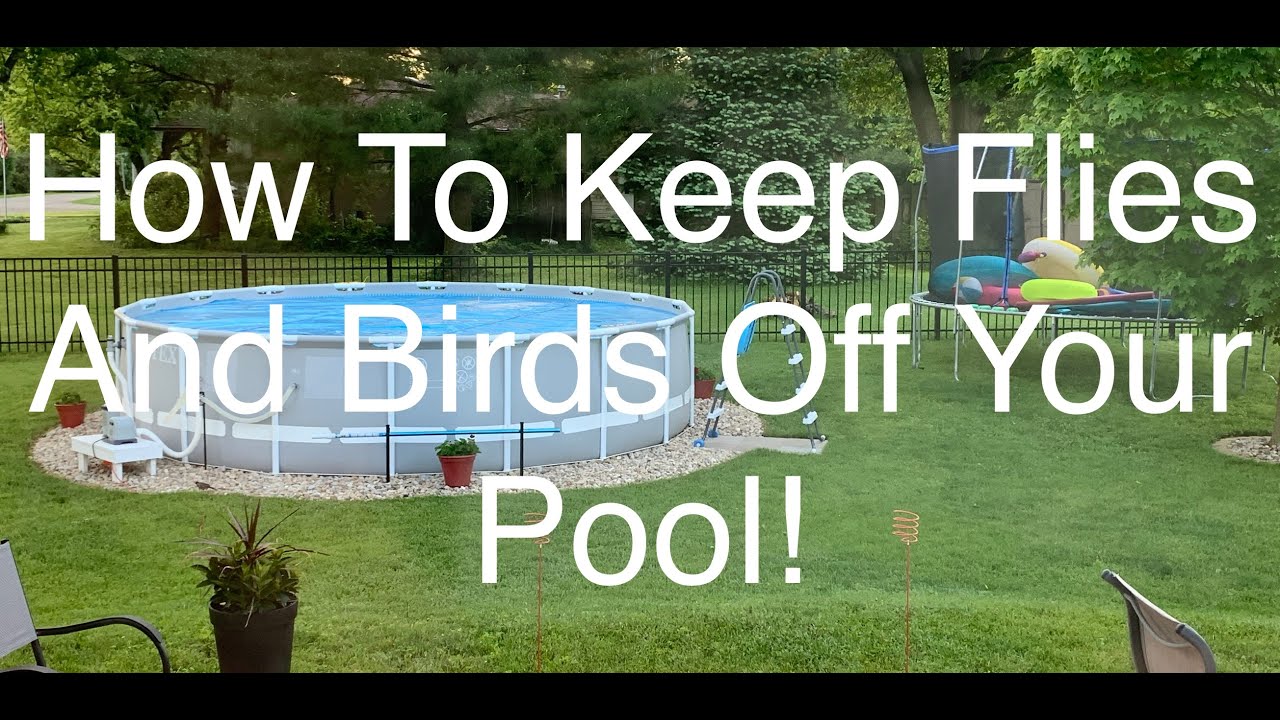Intex Pool. How To Keep Flies and Birds Off Your Pool Right Now!!