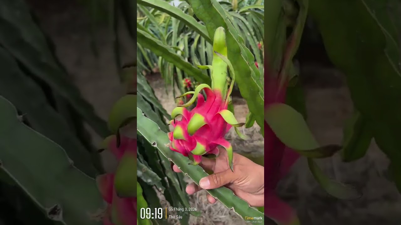 Vườn đẹp chuẩn bán được giá bao nhiêu/ tổng hợp giá trong ngày 