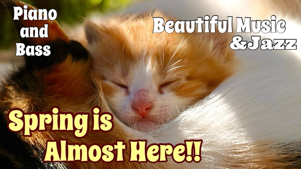 Spring is Almost Here | Beautiful Music & Jazz | Piano & Bass 