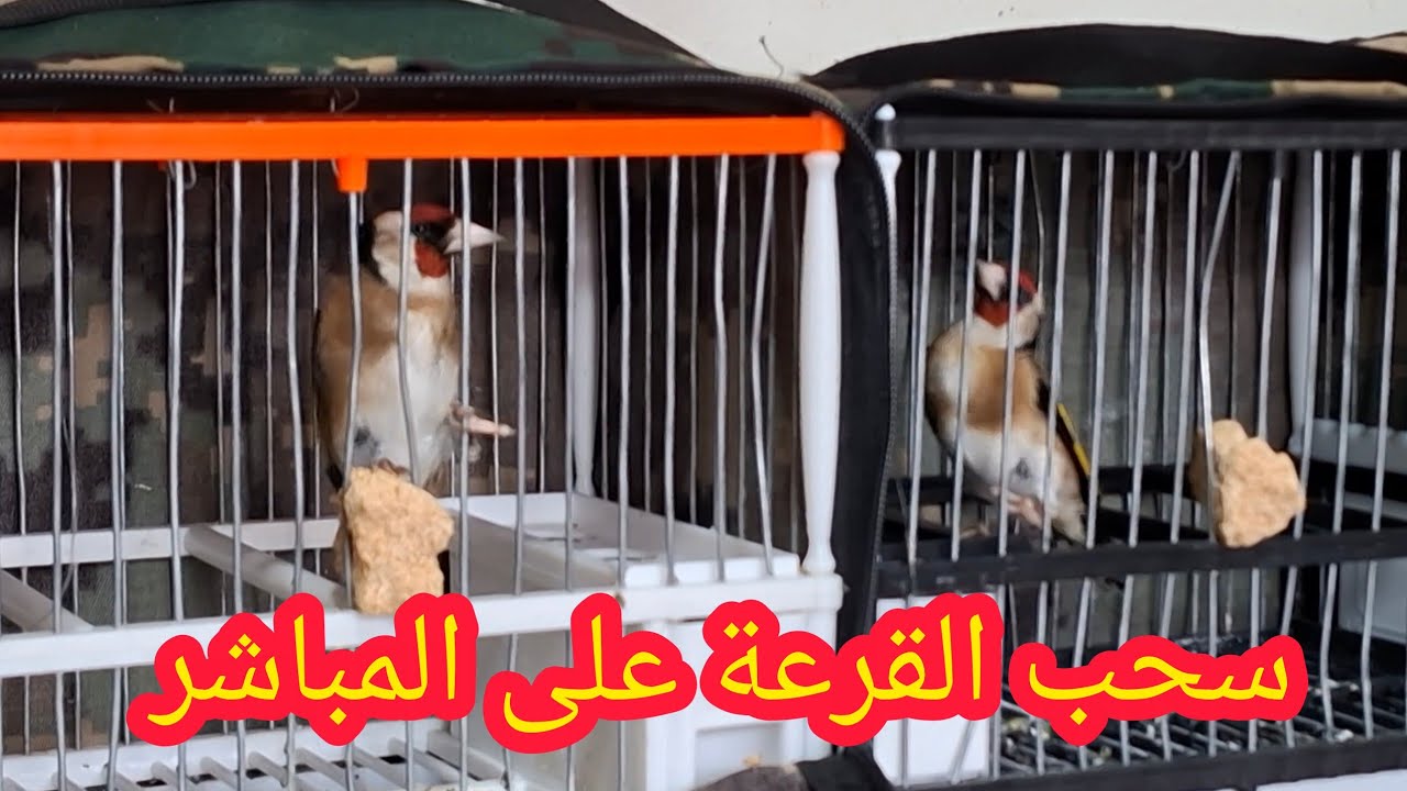 📢سحب القرعة🎁للفوز بطائرين الحسون🐦وطائر الحداد😱 على المباشر يوم💯الثلاثاء 03/02/2026🥳مبروك للفائزين🥳