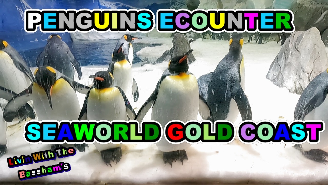 Penguins Encounter at Sea world on the Gold Coast #seaworldgoldcoast  #penguins  #goldcoast