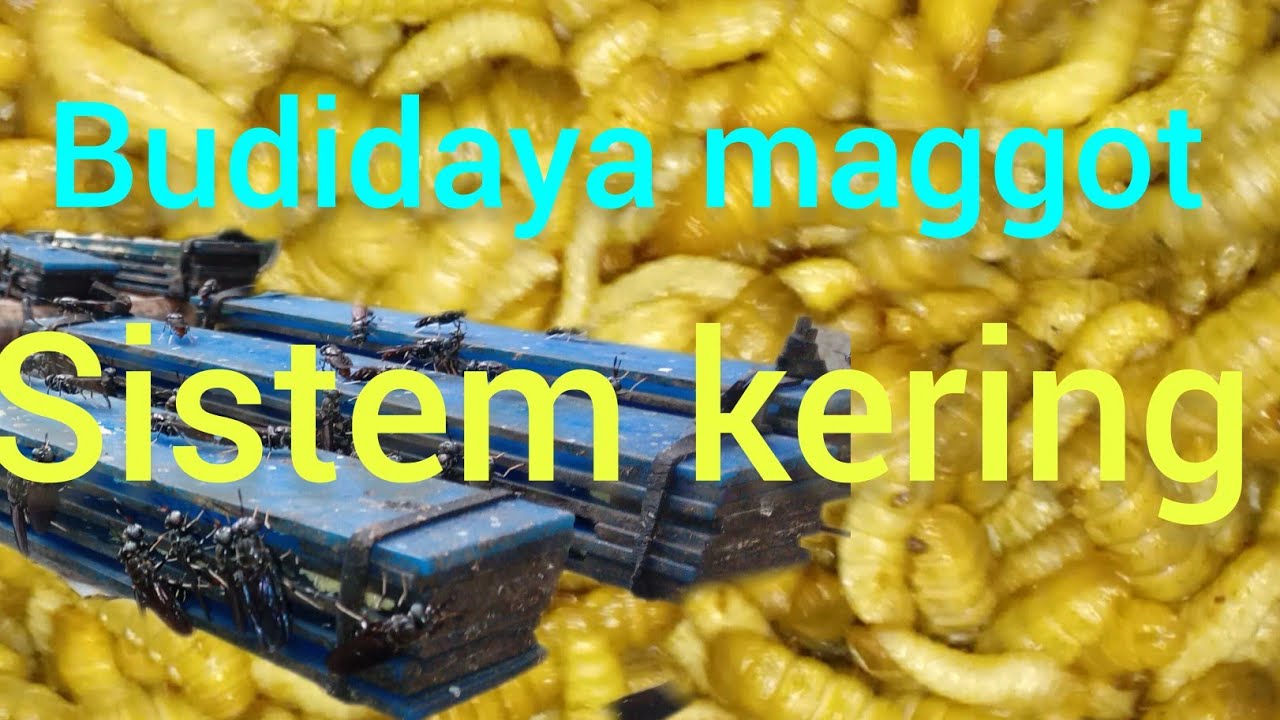 budidaya maggot sistem kering
