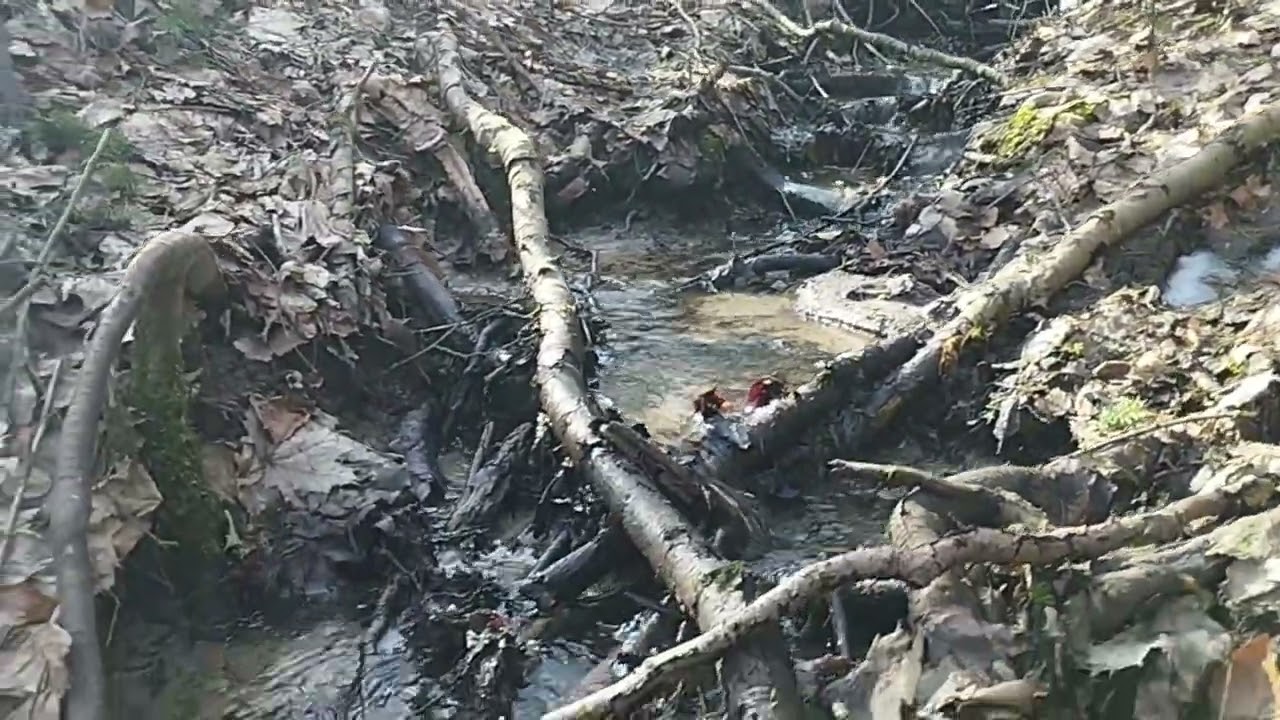 Woodland stream in Masuria, Poland, ASMR : Authentic on - site Audio of Flowing Water💦🌲Relaxing