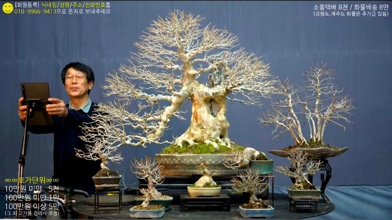 😊3월 9일(月) 216회차 Live 방송 【스마일분재경매(韓国の盆栽/Korean Bonsai)】