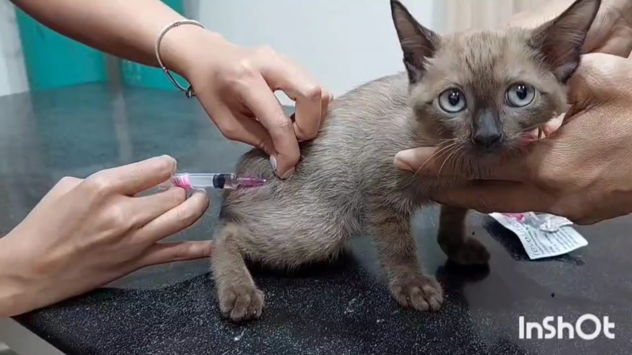 การฉีดกระตุ้นวัคซีนแมวเริ่มเข็มแรกตั้งแต่อายุ 2-4 เดือน💉😸💊#วัคซีนแมวเข็มแรก