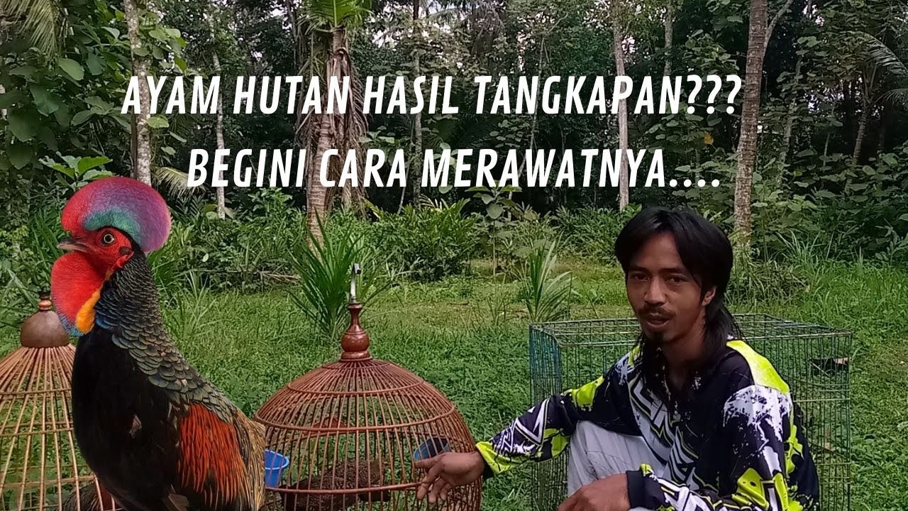 Perawatan Ayam Hutan Hijau Hasil Tangkapan Agar Bisa Jinak