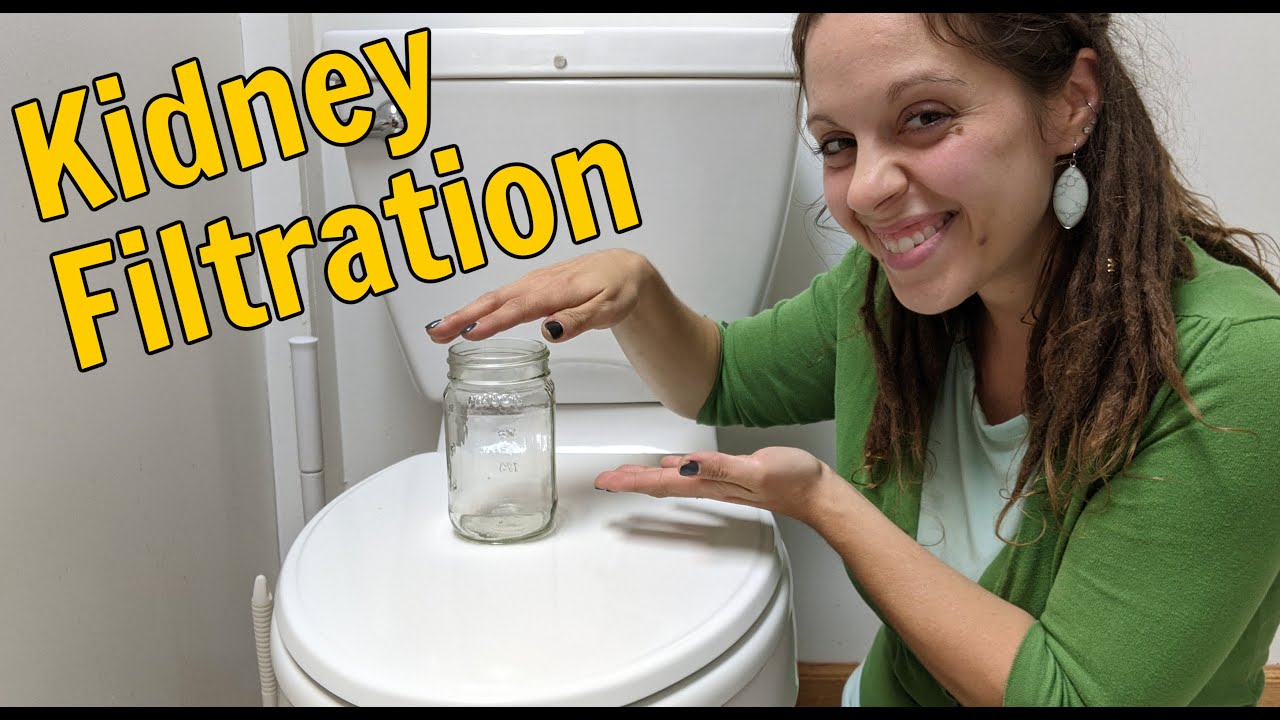 Kidney Filtration: A Basic Overview