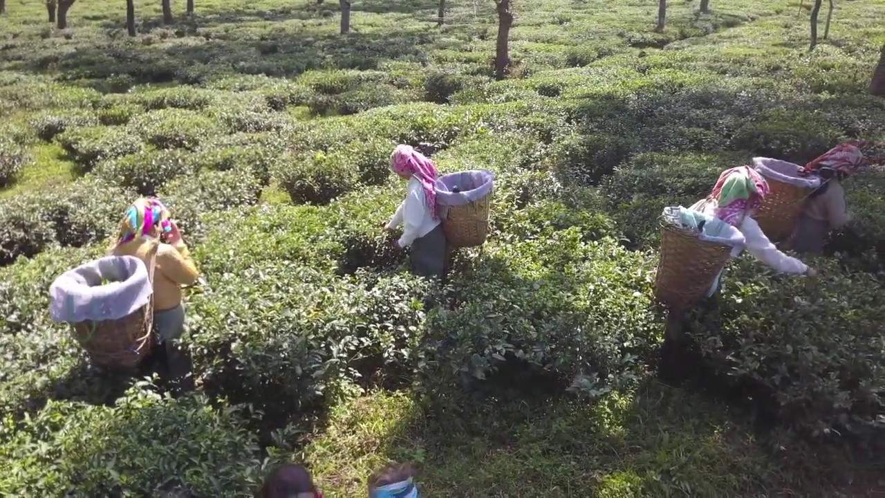Organic Tea Plantation in Northern India