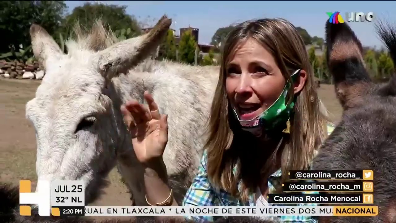 Carolina Rocha presenta: #Burrolandia