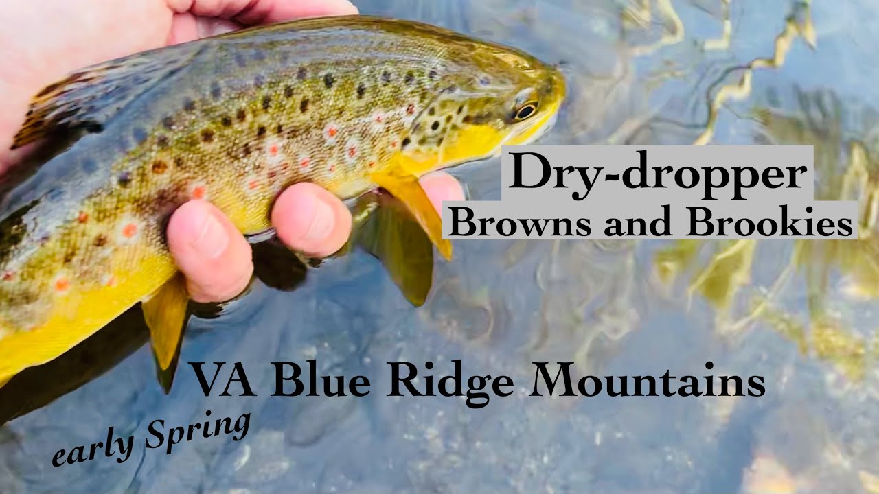 Spring Fly Fishing in the Blue Ridge Mountains, VA