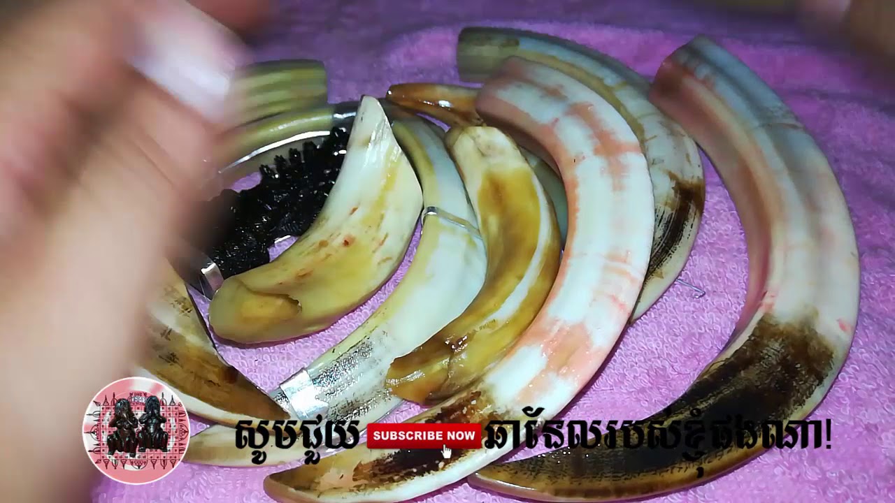 ខ្នាយជ្រូកព្រៃ - khmer magic daily
