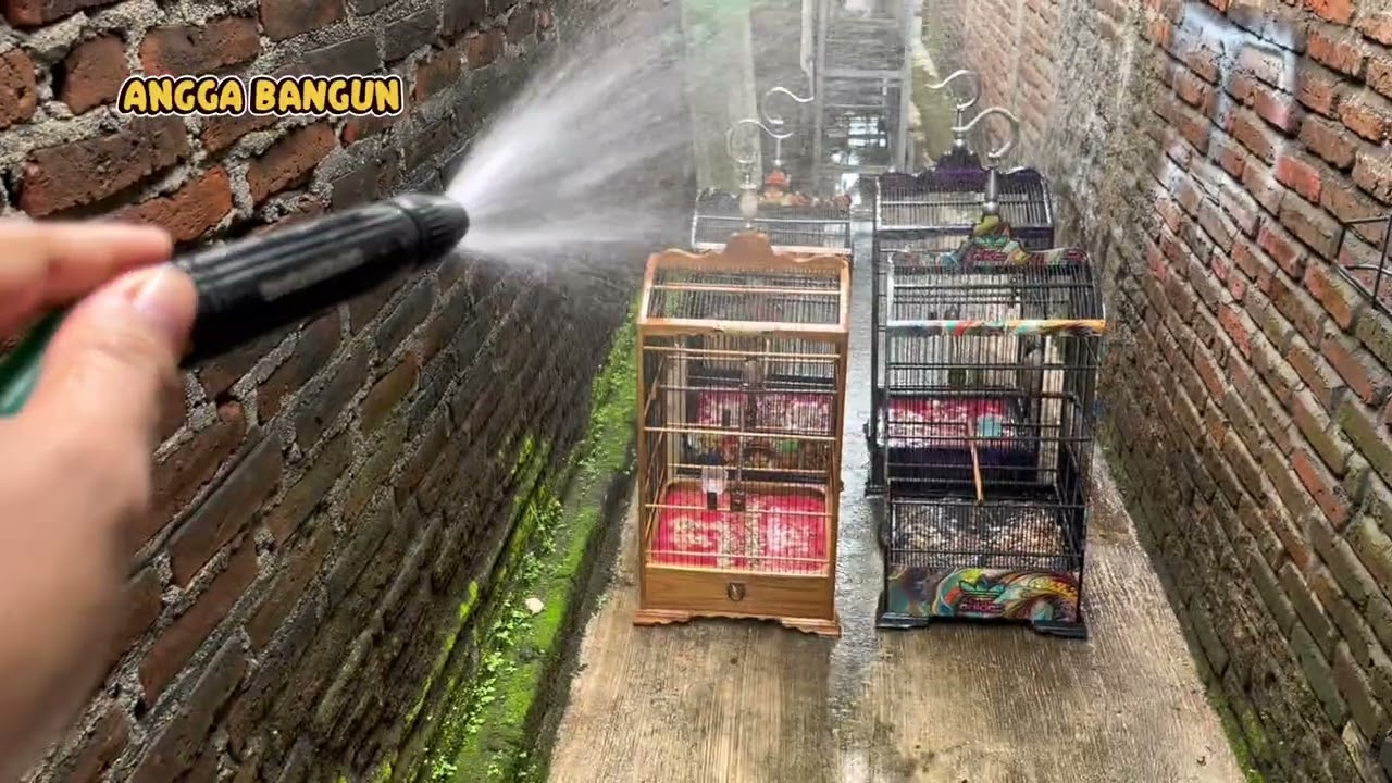 PROSES MANDIKAN BURUNG CENDET BANYAK
