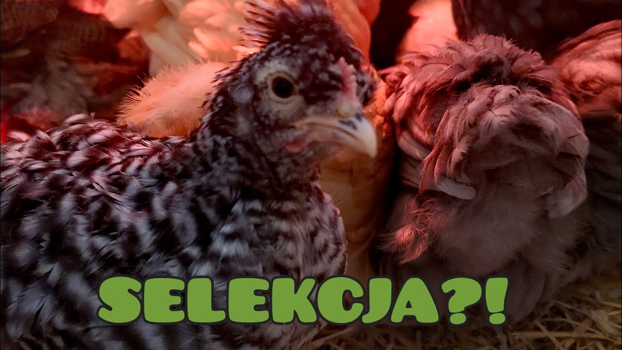Hodowla Kur - SELEKCJA PISKLĄT 🐥| Co to jest i na czym polega? 🐓🐔