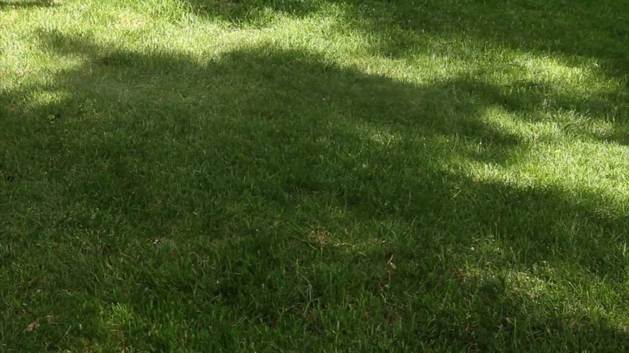 How To Reseed A Lawn | Reseeding Lawn ASK AGRONOTEC