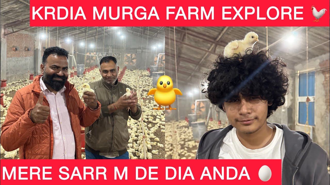 GLTI SE EK MURGE KA KRDIA क़त्ल 😰💀