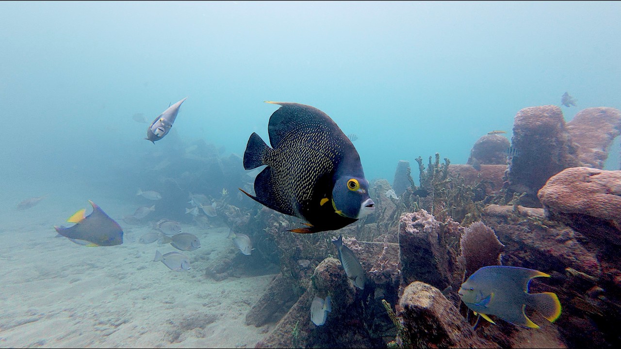 Angelfish at the Erojacks