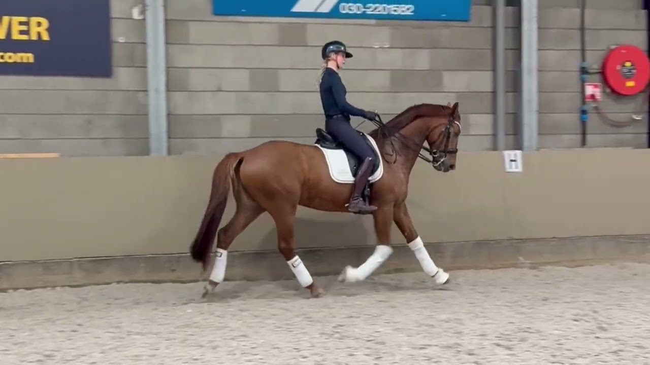 FOR SALE Toto jr x Jazz, gelding, 1.67m, 2018