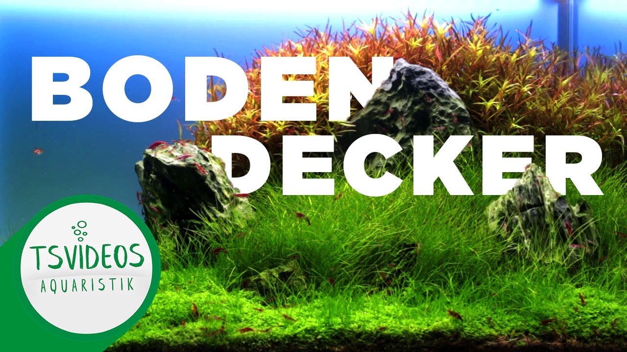 Bodendecker w&auml;chst nicht? 3 Tipps f&uuml;r einen dichten Rasen