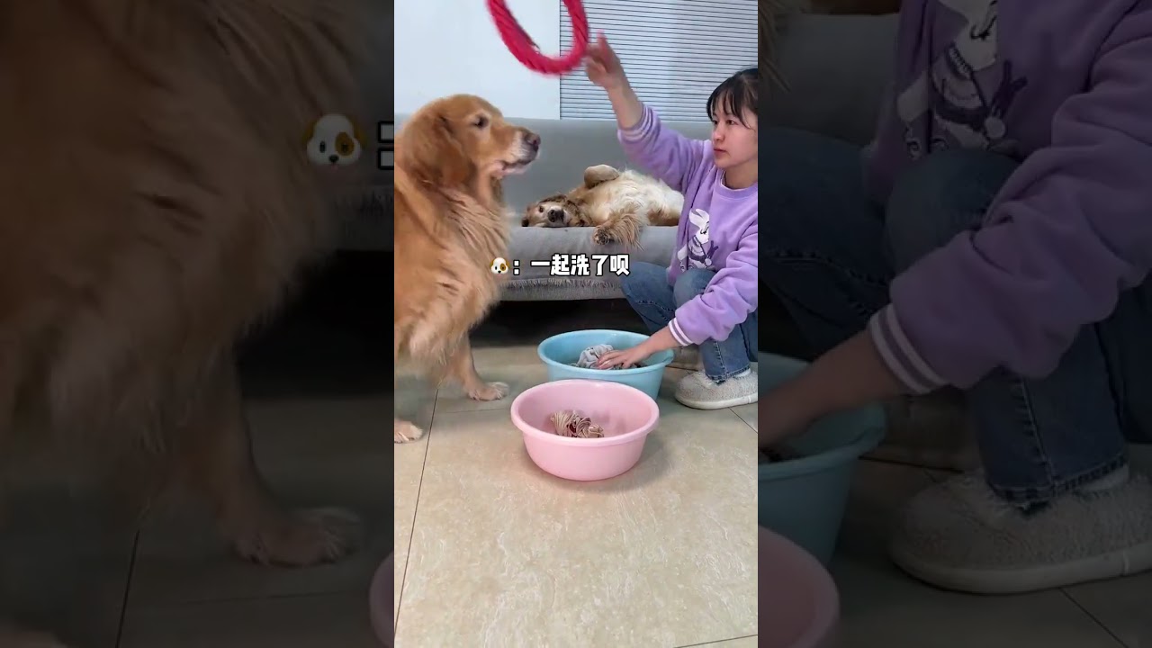 Duoduo: Everyone can testify, she threw it first, so it's not my fault! 