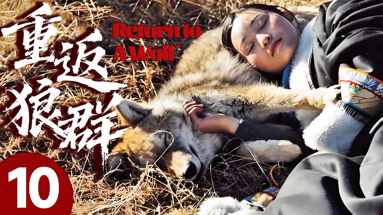 【重返狼群】10🐺狼崽為躲獵人追捕認人做母，下秒反被驅趕，轉身成為森林之王！#狼王 #格林
