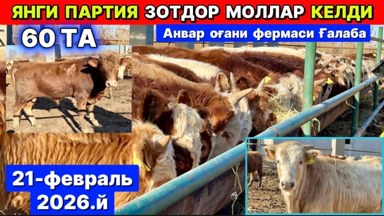 ЯНГИ ПАРТИЯ ЗОТДОР МОЛЛАР КЕЛДИ Анвар оғани фермаси Урганч Ғалаба 21-февраля 2026 г.