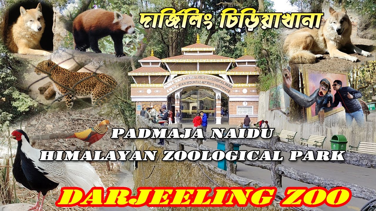 Darjeeling Zoo 2024 | দার্জিলিং চিড়িয়াখানা | दार्जिलिंग चिड़ियाघर 🇮🇳 | চিড়িয়াখানার মধ্যে No.1