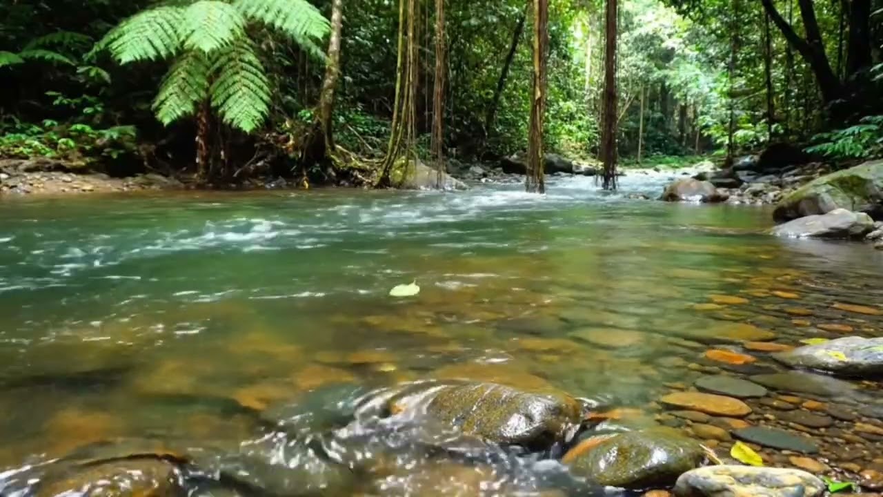 Perfect Nature Sounds for Reading: Cozy Forest Ambience & Birds