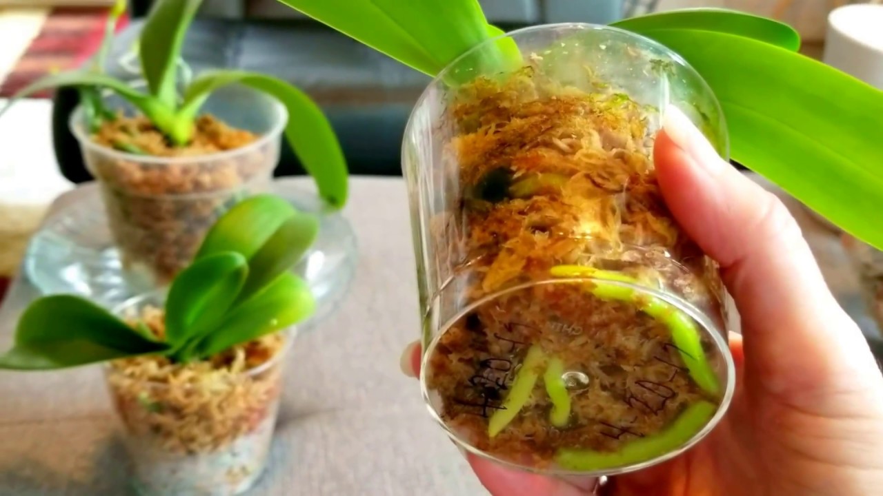 Reasons why to convert orchids to media from water culture, advise on moss and bark media.