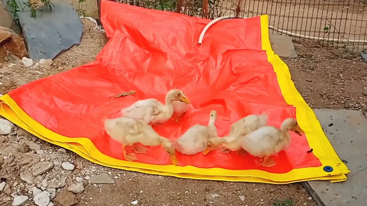 Sweet Ducklings Enjoying a Water Bath | Stress Relief Video